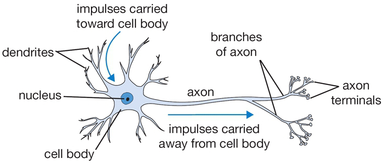 Diagram of a biological neuron